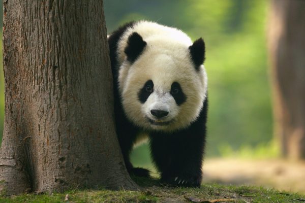 panda-2